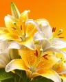 CHENISTORY Diamond Painting Blumen 20x30 bis 40x50 cm – Farbe DZDP121769