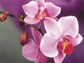 Diamantbild Orchidee 20x30cm bis 50x70cm – Farbe 7394