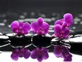 Diamantbild Orchidee 20x30cm bis 50x70cm – Farbe 7396