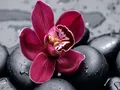 Diamantbild Orchidee 20x30cm bis 50x70cm – Farbe 7397