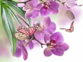 Diamantbild Orchidee 20x30cm bis 50x70cm – Farbe 7401