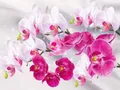 Diamantbild Orchidee 20x30cm bis 50x70cm – Farbe 7402