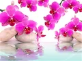 Diamantbild Orchidee 20x30cm bis 50x70cm – Farbe 7408