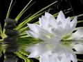 Diamantbild Orchidee 20x30cm bis 50x70cm – Farbe 7412