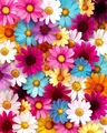 Diamantmalerei Blumen Anfänger 20 bis 50 cm – Farbe DZDP128723