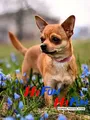 Diamantmalerei Chihuahua Hund Mosaik für Wohnkultur – Color Burgunderrot