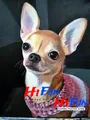 Diamantmalerei Chihuahua Hund Mosaik für Wohnkultur – Color Hellgrau