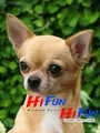 Diamantmalerei Chihuahua Hund Mosaik für Wohnkultur – Color Lila