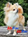Diamantmalerei Chihuahua Hund Mosaik für Wohnkultur – Color schwarz