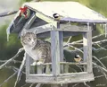 Diamantmalerei Katze Tier Blume 20 bis 70 cm – Farbe Transparent (15)
